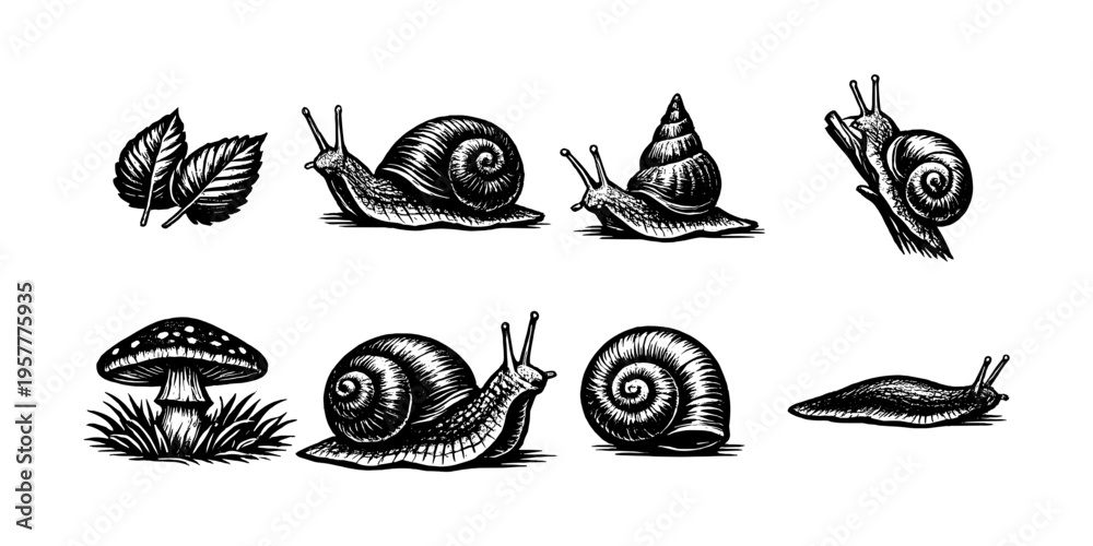 Obraz premium Collection of vintage-style illustrations of snails, slugs, leaves, and a mushroom