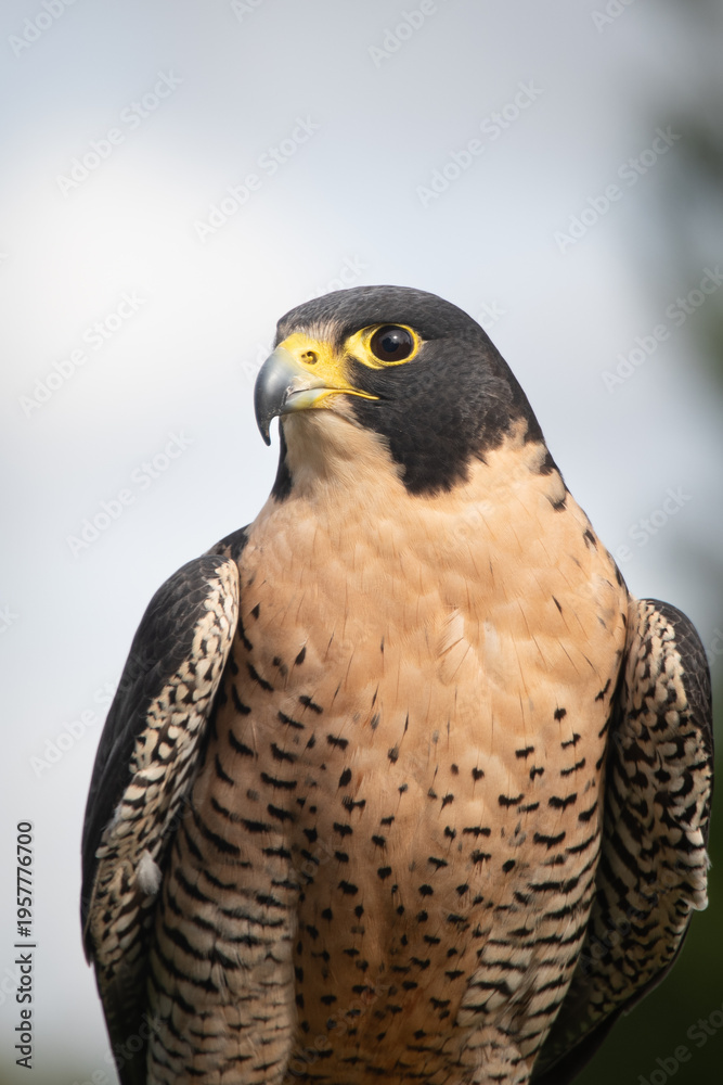 Fototapeta premium Focused Peregrine Falcon