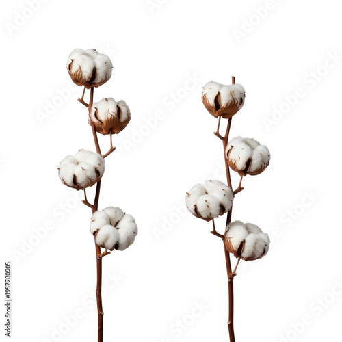 Cotton branches on transparent background