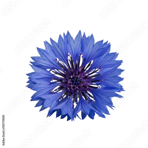 Blue cornflower isolated on transparent background