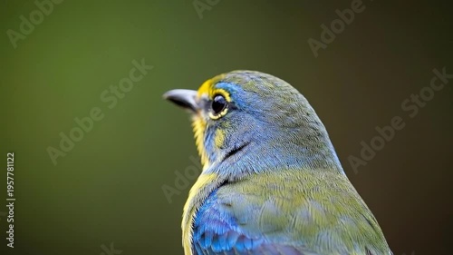 Close-up profile of a colorful tropical bird with detailed feathers and bright colors