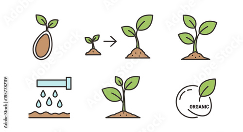 Illustration of organic plant growth stages.