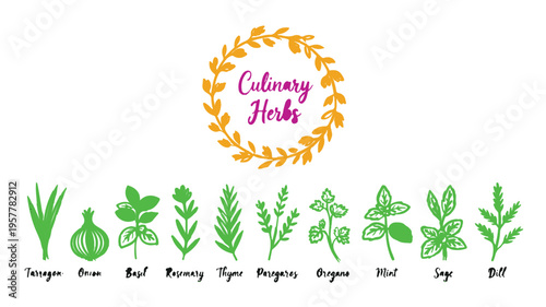Culinary Herbs Illustration: A vibrant illustration showcasing a selection of culinary herbs, offering a glimpse into the diverse world of flavors for home cooking. 