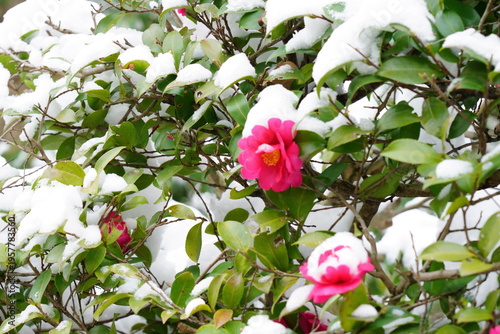 冬の雪が積もった日のサザンカの花