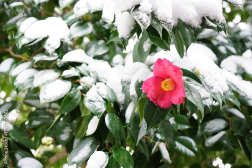 冬の雪が積もった日のサザンカの花
