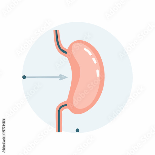 Medical Illustration of Human Stomach and Esophagus Digestion System