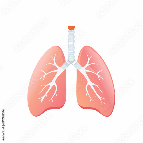 Illustration of Human Lungs and Trachea Anatomical Structure