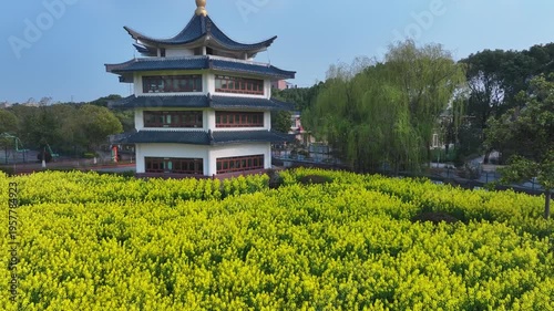 The picturesque rapeseed flower fields of Changjiang Village, Houcheng, Zhangjiagang