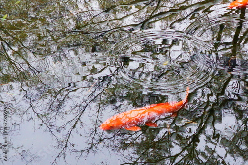 冬の日本庭園にある池の中を泳ぐ鯉