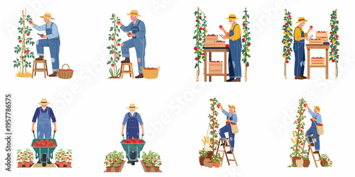 Flat vector illustration set of an elderly male farmer harvesting, sorting, and transporting ripe red tomatoes in various garden and farm scenes.
