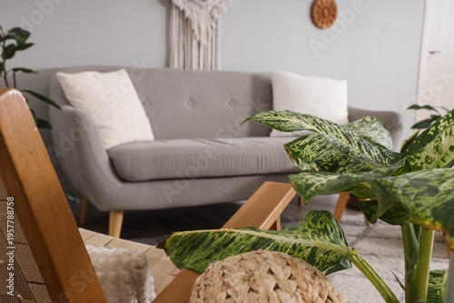 Green plant near armchair i...