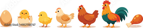 Chicken life cycle illustrated from egg to chick to adult bird