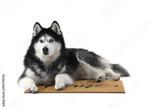 Cute Husky dog lying on doo...