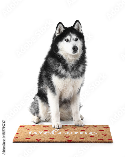 Cute Husky dog on doormat a...