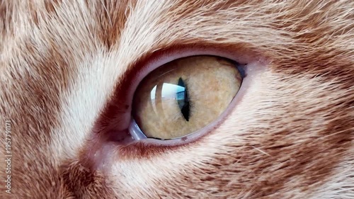 close up of cats eye, the eye of the cat closing and opening