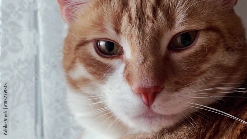 close up of cats eye, the eye of the cat closing and opening