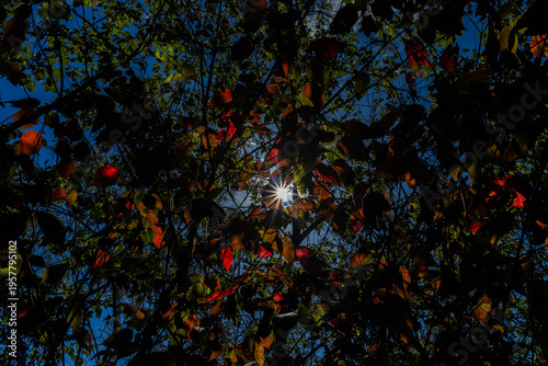 Brilliant Sunburst Through Vibrant Tropical Canopy in Waraira Repano. Sharp sunburst effect pierces through the foliage. Lush biodiversity and natural light of the mountains in Guatire, Venezuela