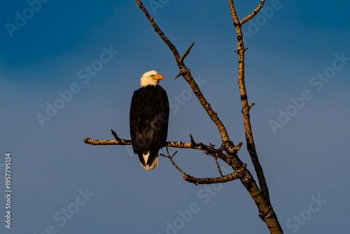 Quadro su tela Bald Eagle perched along the Boise River Idaho
