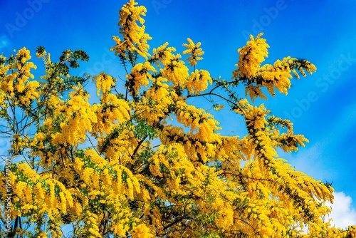 日出町のミモザ