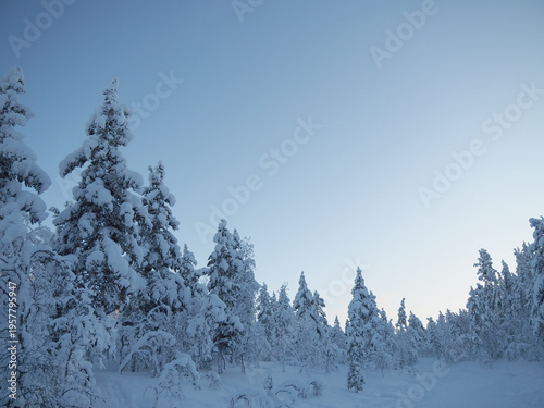 Принти на полотні Snow Covered Pine Trees in Urho Kekkonen National Park Lapland Finland