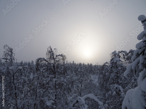 Canvas Print Snowy Forest in Finnish Lapland Saariselka Misty Winter Nature Scene