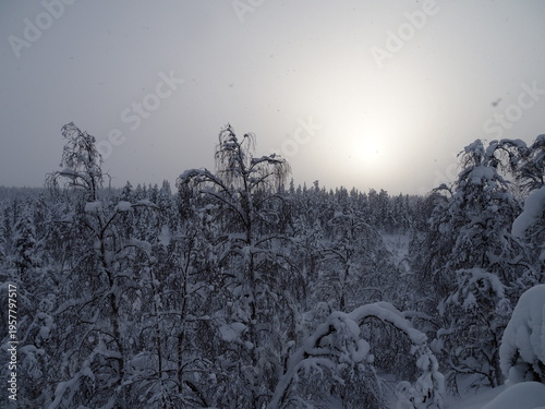 Принти на полотні Snowy Forest in Finnish Lapland Saariselka Misty Winter Nature Scene