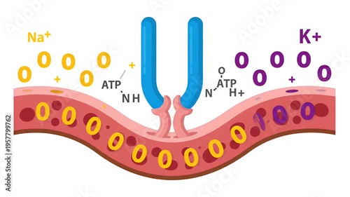 Sodium Potassium Pump Animation Ion Transport Cell Membrane ATP Energy