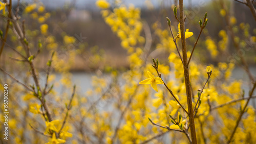 Tableau sur toile 한국에서 볼 수 있는 개나리꽃