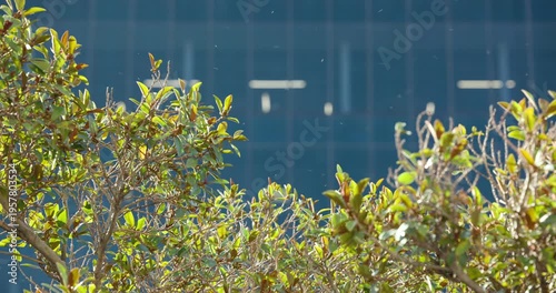 Camera is tilting upward to frame shrub crown against blue-glass facade while pollen is drifting
