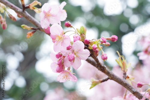 早春の河津桜の花が咲く