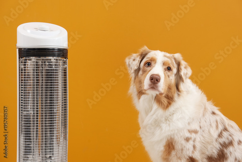 Australian Shepherd dog wit...