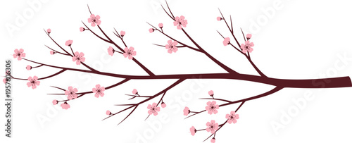 Elegant Pink Cherry Blossom Branch Vector Illustration Isolated on White Background for Spring Season Floral Design Oriental Sakura Flower Decorative Element for Cards