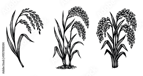 Collection of stylized rice plants, each with different growth stages and ear details