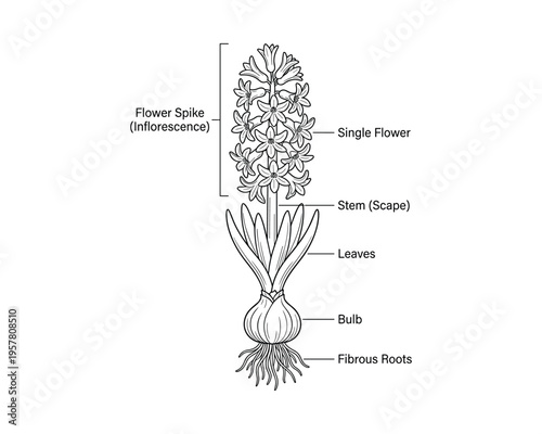 Complete anatomical structure of hyacinthus plant with labeled botanical parts