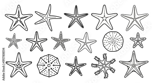 Collection of starfish and sea urchins.
