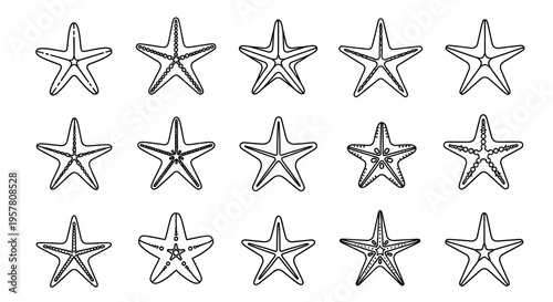 Collection of starfish or sea stars.