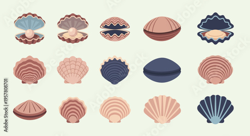 Collection of various seashells illustration.