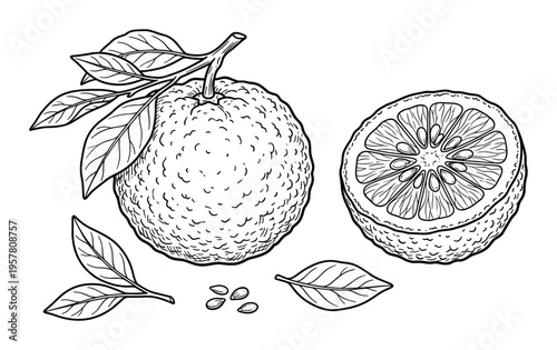 Detailed drawing of whole and cut yuzu fruit with leaves and seeds, botanical illustration