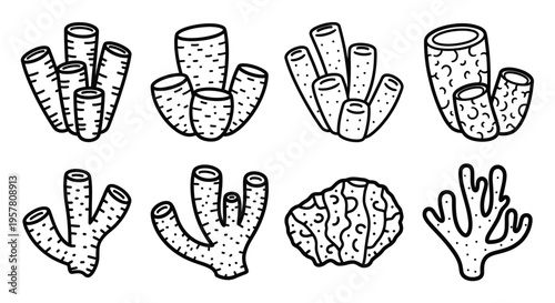 Coral reef marine life illustrations.