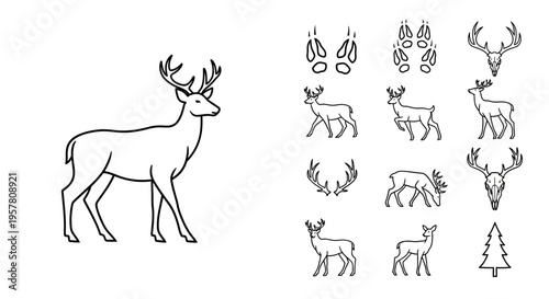 Deer with various deer illustrations.