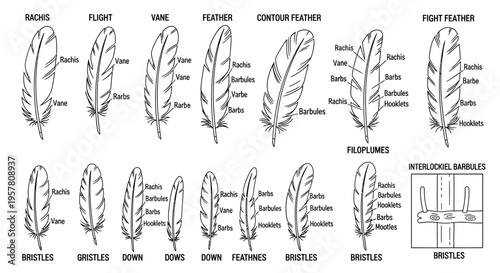 Detailed illustration of various feathers.