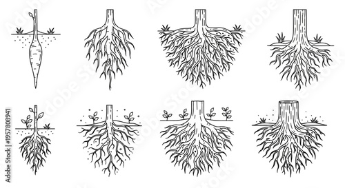 Detailed illustrations of tree roots.