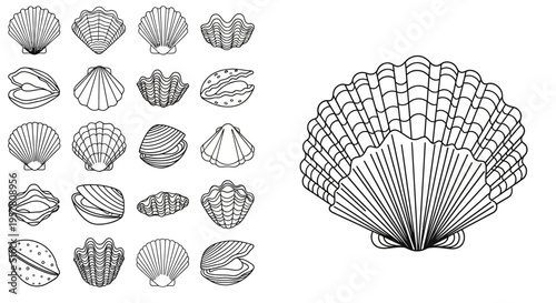 Detailed illustrations of various seashells.