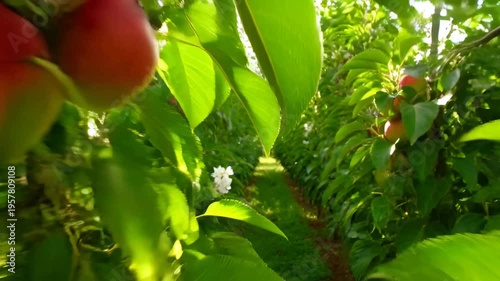Drone flying over fruit trees.