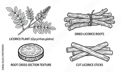 Licorice plant roots dried sticks and cross section wood texture