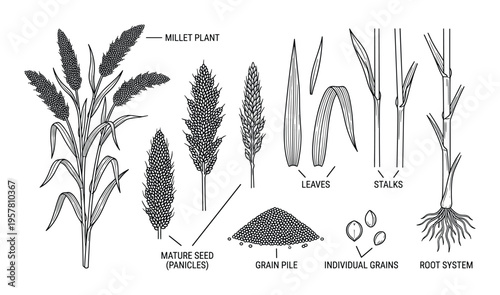 Millet plant botanical diagram showing roots leaves and grains