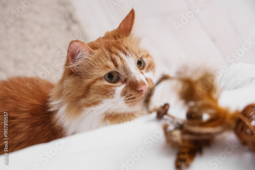 Cute fluffy cat playing wit...