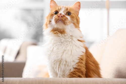 Cute fluffy cat on sofa in ...