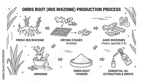 Orris root iris rhizome production process diagram with text labels
