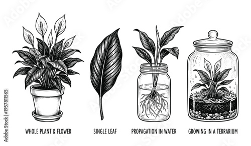Peace lily plant propagation stages from single leaf to terrarium growth